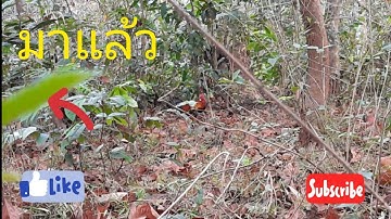 ต่อไก่ป่า ຕໍ່ໄກ່ປ່າ 24 มีนาคม ค.ศ. 2022 ช้ำหมายเก่า