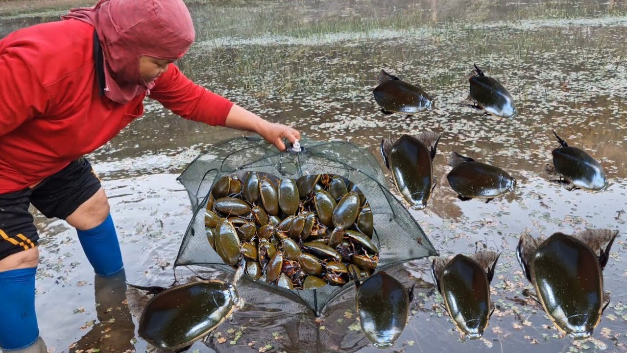 หาใส่ตุ้มดักแมงตับเต่าตามหนองตามป่าธรรมชาติยกขึ้นแต่ละหลังแมงแตกซวดๆคือเก่า 19/มค/68