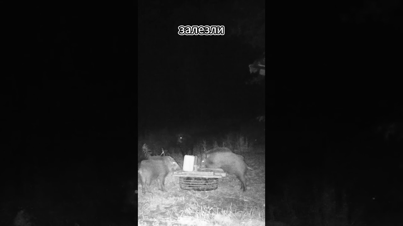 Крупная особь отогнала сеголеток от лакомства. Кабаны: загадочные обитатели леса