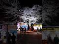 【回想】ララ子と夜桜を歩いた。