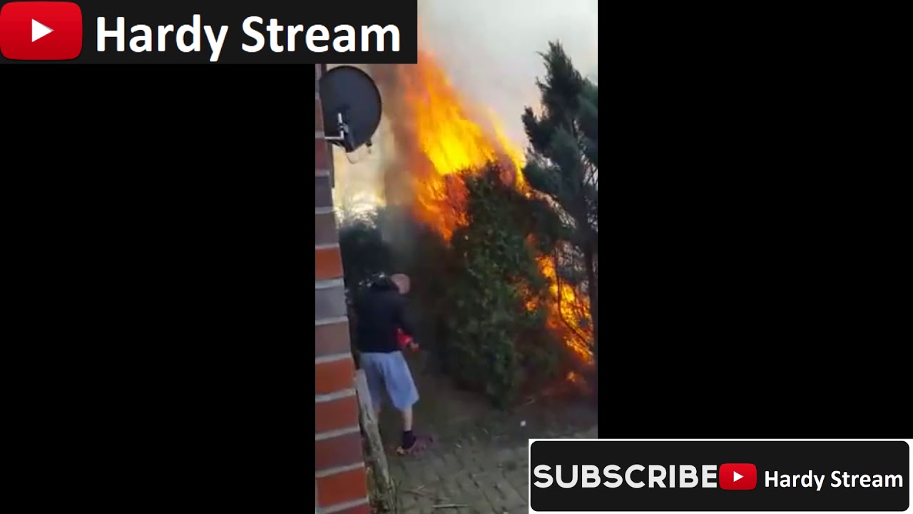 Burning in the garden / Thuja occidentalis