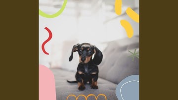 Pulsating Ambience for Relaxing Dog