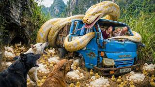 72 Hours Survival: Giant Albino Python Attacks Farm Truck Full of Ducks – Catching Ducklings to Sell