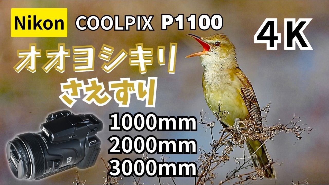 オオヨシキリさえずり1000mm・2000mm・3000mm - YouTube