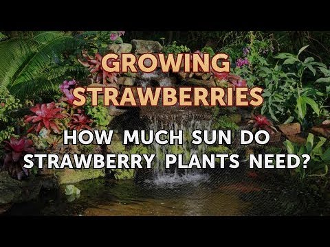 वीडियो: क्या स्ट्रॉबेरी को पूरी धूप में लगाना चाहिए?