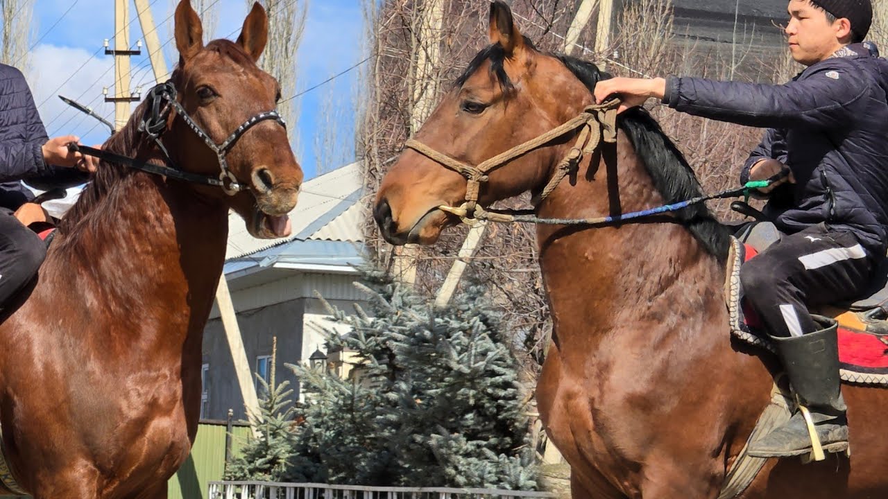 АТТАР  ОПТОМ БААДА САТЫЛАТ НООКАТТА 