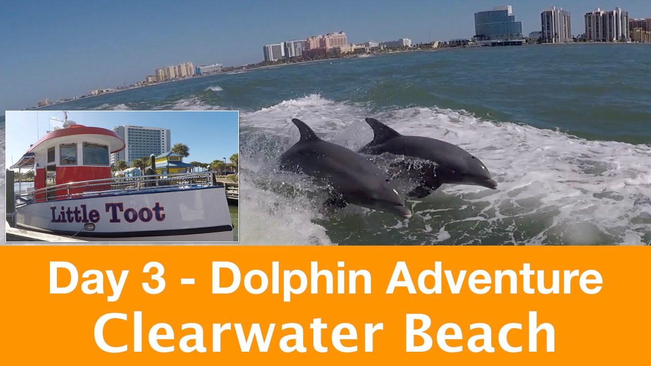 Little Toot Dolphin Adventure and more, Clearwater Beach Day 3 - YouTube