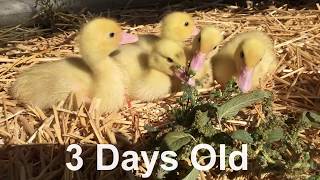 Muscovy Ducks Growth Stages from Duckling to Duck and Drake