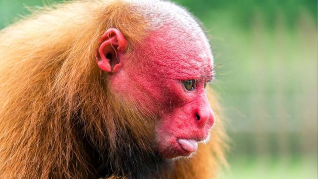 20 انواع من القرود المدهشة والغريبة في العالم