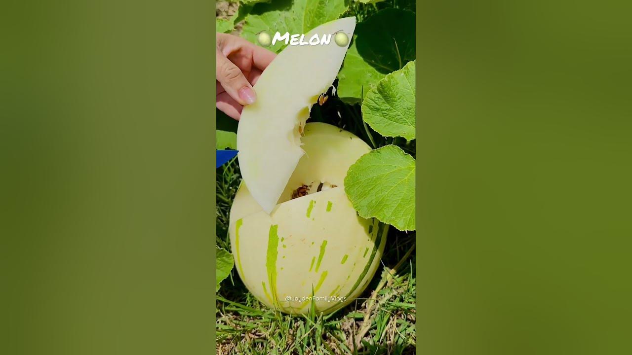 Dino Melon Fruit Cutting 🍈🍈😱😱 shorts satisfying fruitcutting melon