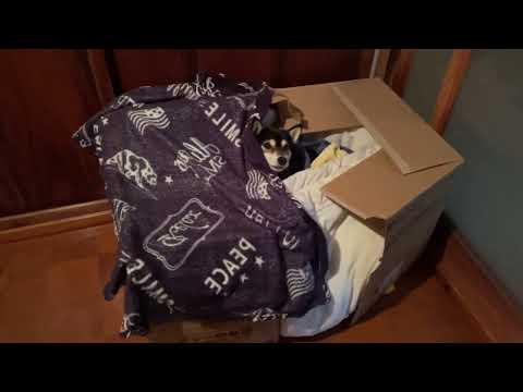 防寒ダンボールハウスを作ってもらった犬