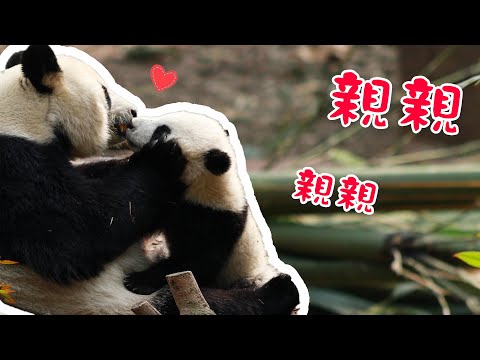 《熊貓早晚安》來自媽媽的寵愛 | iPanda熊貓頻道