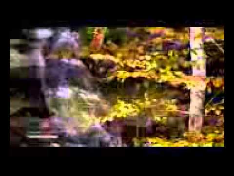 موسيقى صوت الصمت الفنان جورج زامفير