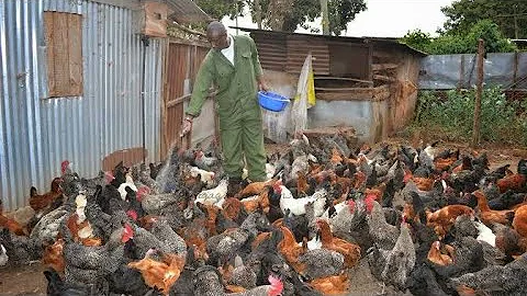 How I Became a Millionaire by Local chicken Farming | My Challanges - DayDayNews