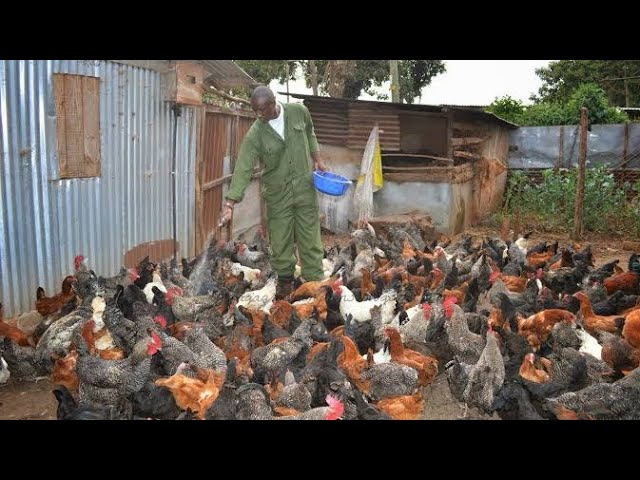 How I Became a Millionaire by Local chicken Farming | My Challanges class=