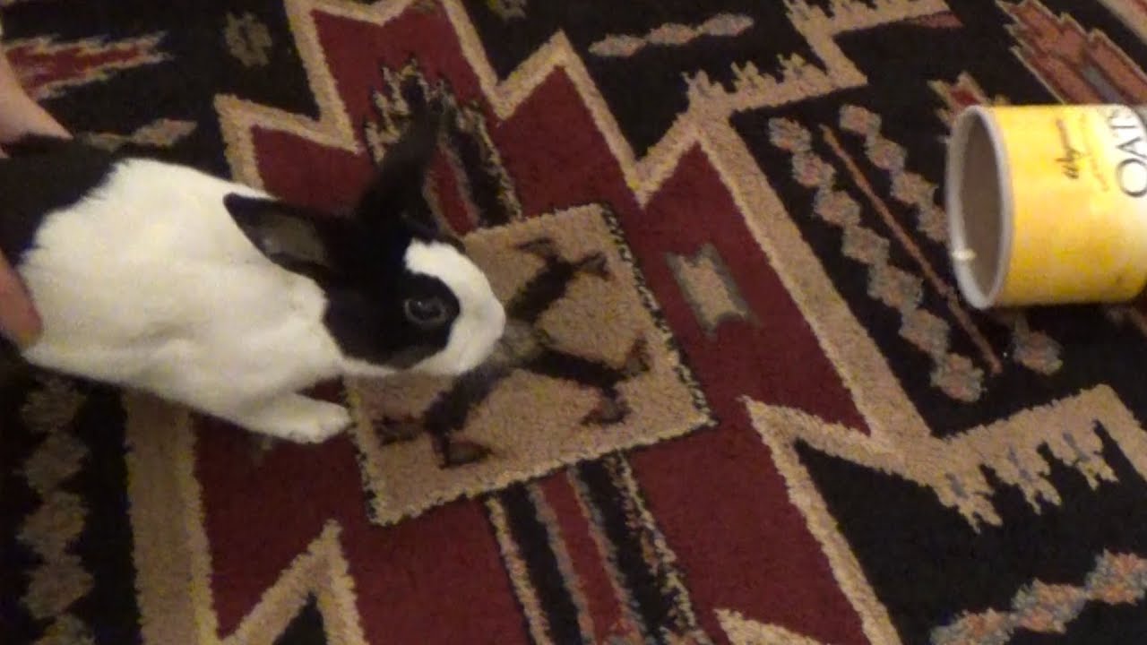 A rabbit eating some oats and spoiling his dinner YouTube