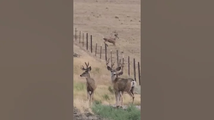 How many Huge Mule Deer Bucks are in this pack? #shorts #nature