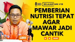🌹🌹 NUTRISI TANAMAN BUAT TANAMAN MAWAR SEMAKIN CANTIK | Podcast Tani #18
