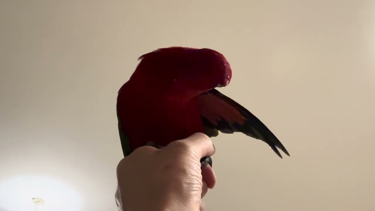 When I have a cold and feel sick, looking up at Gumi from below or rolling him around helps ease…🍅