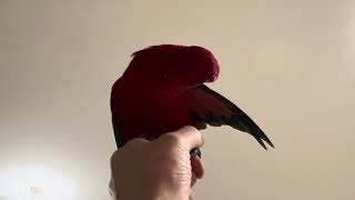 When I have a cold and feel sick, looking up at Gumi from below or rolling him around helps ease…