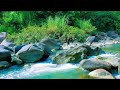 Forest Sounds Relaxation Music – Soothing Forest Stream Ambience for Stress Relief