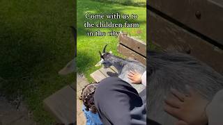 Come with us to the children farm in the city. 🐐🌾 #muslimah #rotterdam #nederland #childrenfarm