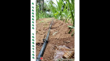 ಹನಿ ನೀರಾವರಿ