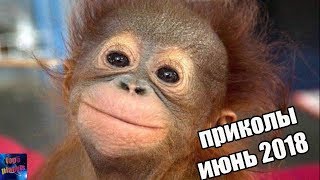 приколы июнь 2018, смех до слёз , подборка приколов 2018 приколы июнь 2018, смех до слёз , подборка приколов 2018