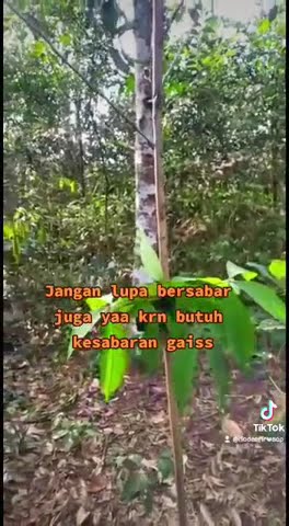 Pikat Pijantung Pisang