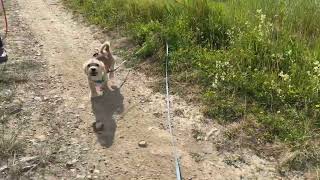 Flipje 🩵 en Peggy 🩷: een wandeling bij het asiel