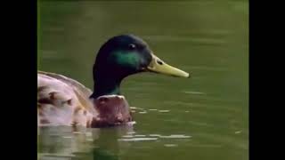 Are You Sure Is In Sure G Major Reverse