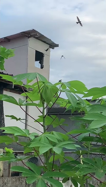 🌈Biar video berbicara|walet gila mendengar SP ini