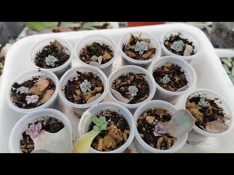 Vídeo: Guia per a principiants de plantes suculentes: aprendre sobre el cultiu de plantes suculentes