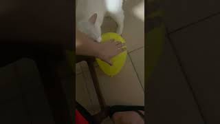 Cat Startled by Balloon Popping Out During Play