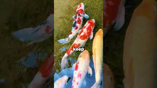 Why Japan Put Fish in Street Drains