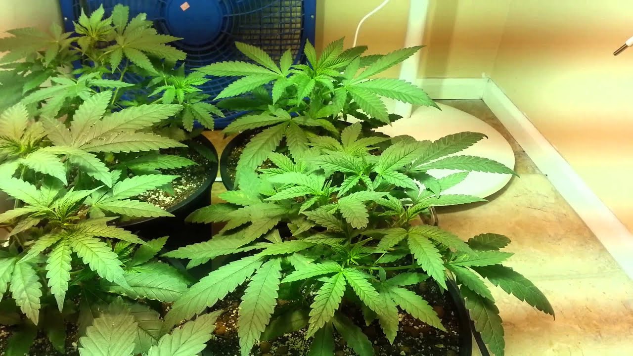 400w Metal Halide Closet Grow