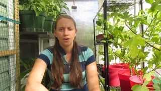 How To Heat Your House with a Greenhouse, This Is So Cool!!!