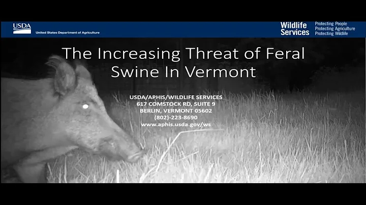 The Increasing Threat of Feral Swine in Vermont