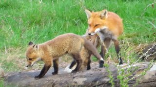 Red Fox Kit Playing with Mom Outside of its Den - 2023 Vermont