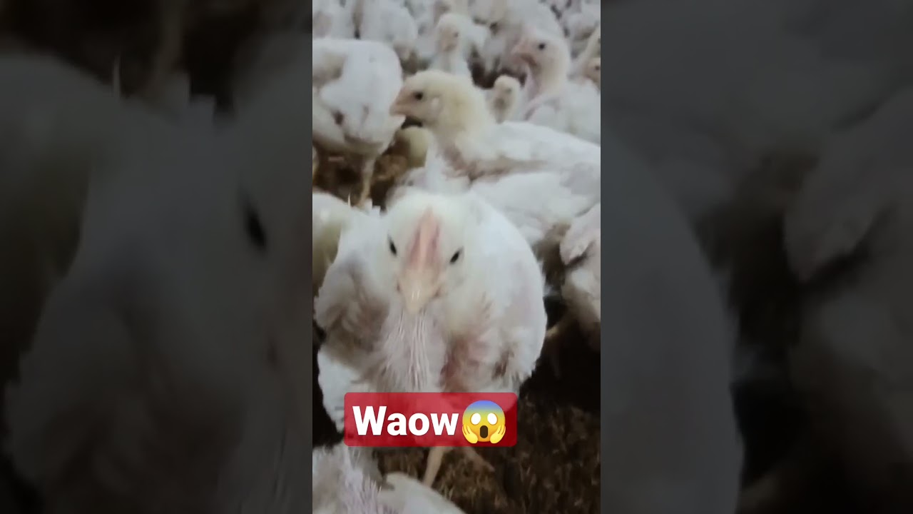 Broiler Chicken Control Shed in Pakistan