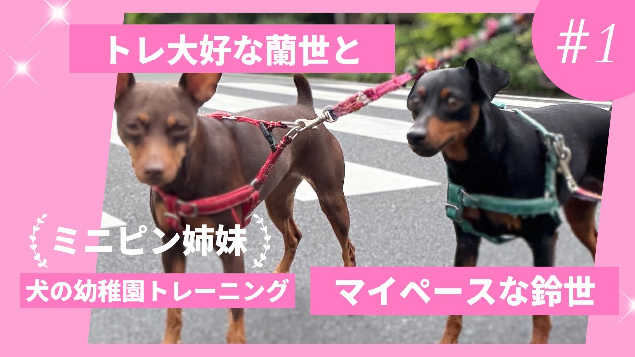 ミニピン姉妹、犬の幼稚園チャレンジ！