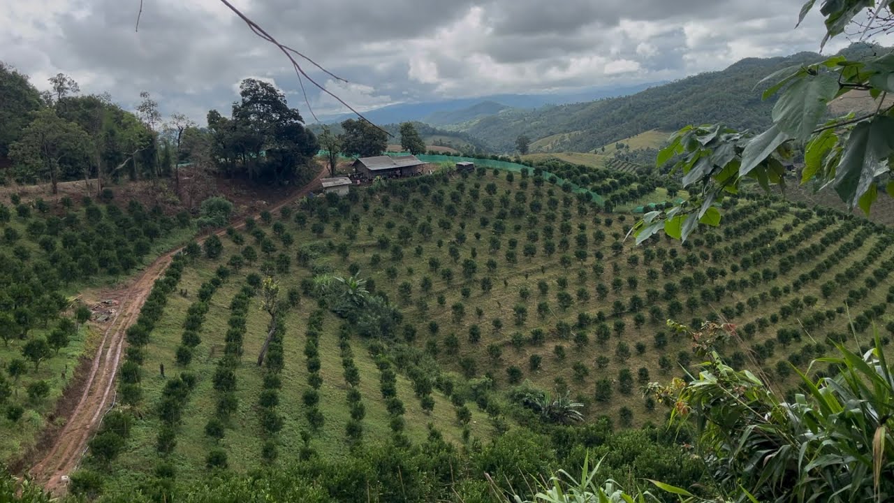 บุกไปเก็บส้มในสวนกลางป่า ลูกดกสุดๆ