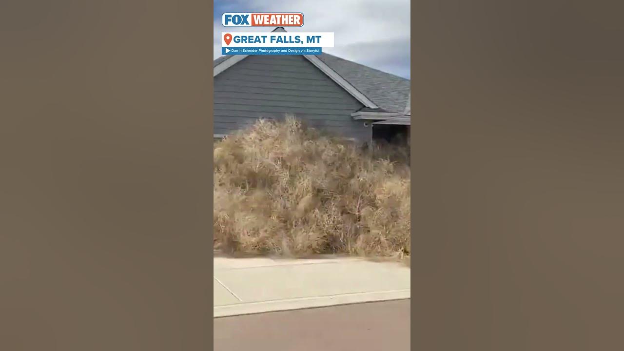 Watch: Montana homes buried under tumbleweed blown in by 60-plus mph wind  gusts