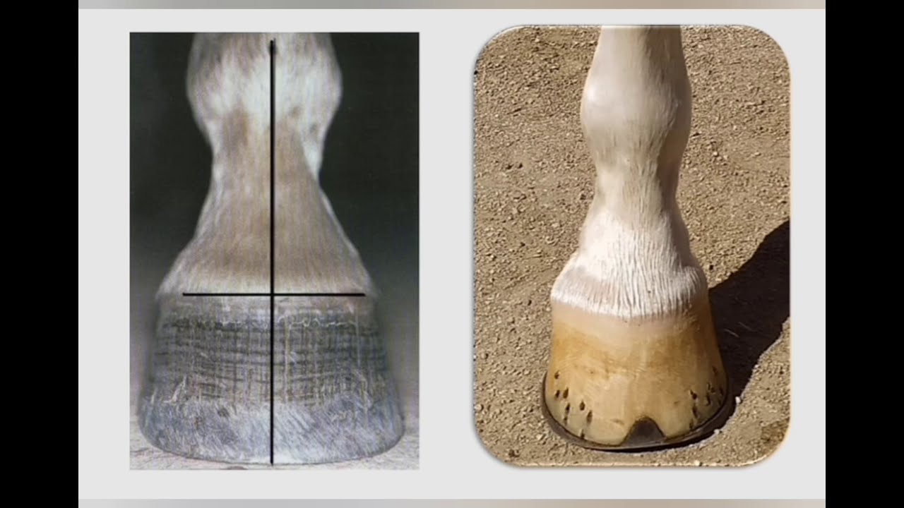 LOS CASCOS DEL CABALLO