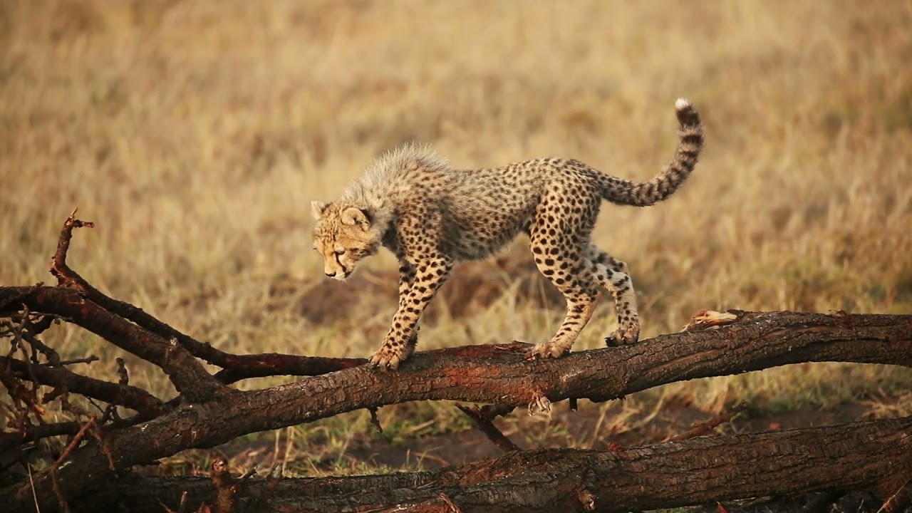 Porini Safari Camps in Private Wildlife Conservancies in Masai Mara (Kenya)