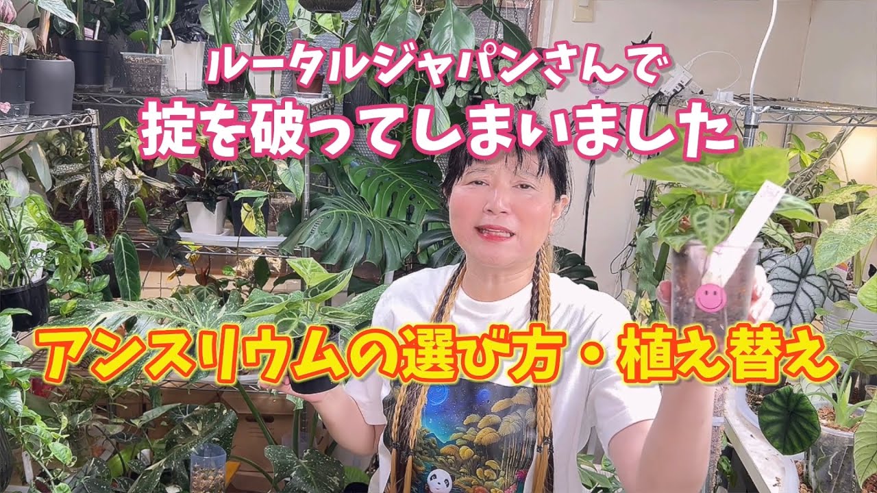 掟を破って！ルータルさんでお買い物。アンスリウムの植え替え #観葉植物 #houseplants #アンスリウム #アロイド #ルータルジャパン #伊木山ガーデン