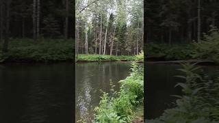 рыбалка на хариуса Таёжная речка Изан