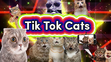 Tik Tok Cats -  Algorithmic Boost Request - HELP US REACH 2000000 SUBSCRIBERS #ytboostrequest