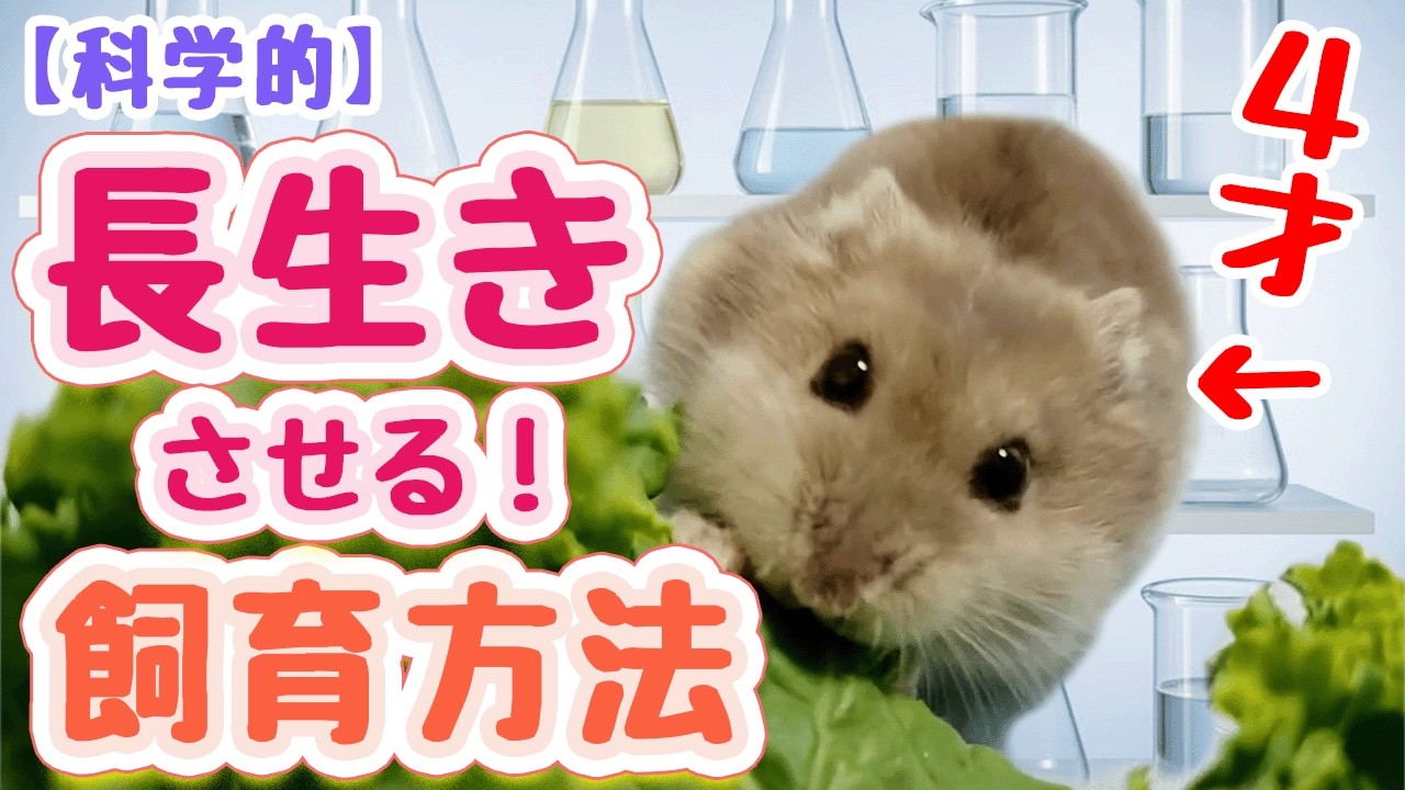 ハムスターを長寿にする飼育方法【科学的根拠に基づく】