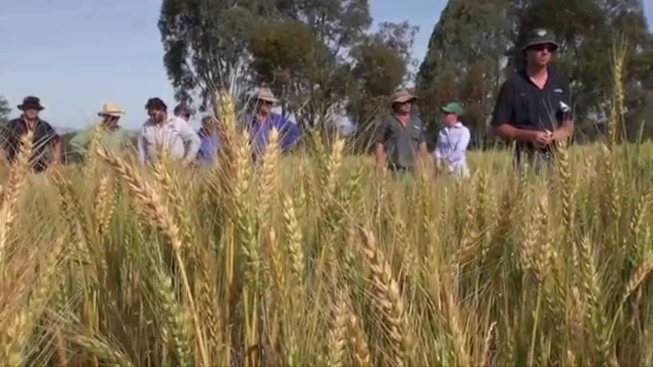 Rust diseases in cereal crops in southern NSW YouTube